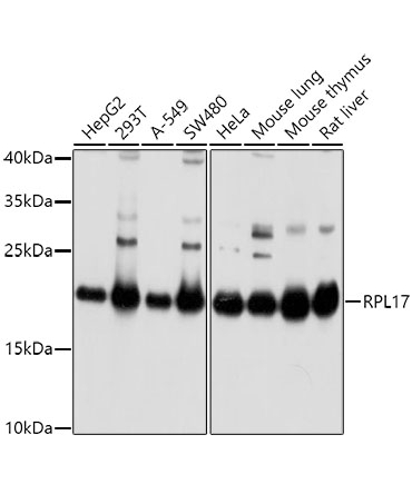 RPL17 Rabbit Polyclonal Antibody