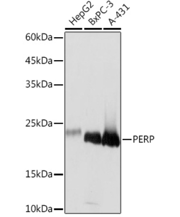 PERP Rabbit Monoclonal Antibody