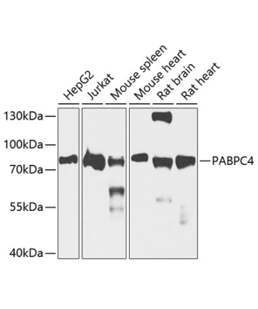 Polyclonal AntibodyPC4 Rabbit Polyclonal Antibody
