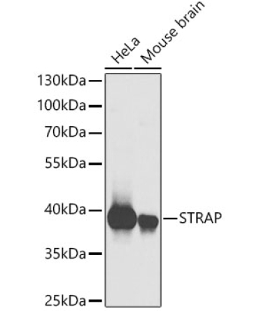 STRAP Rabbit Polyclonal Antibody