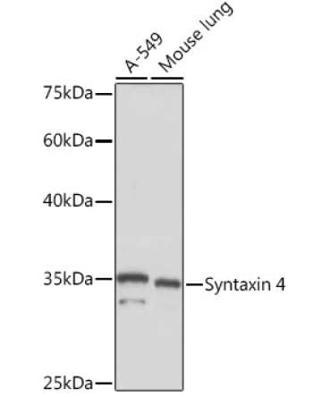 Syntaxin 4 Rabbit Monoclonal Antibody