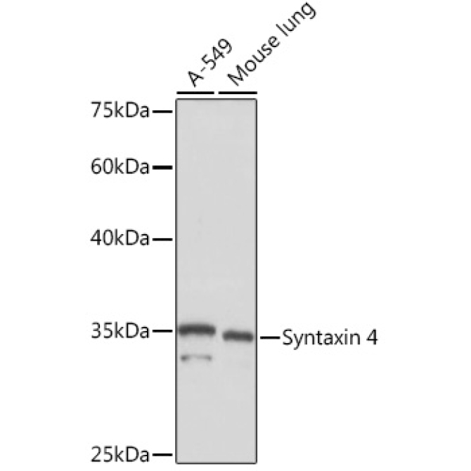 Syntaxin 4 Rabbit Monoclonal Antibody