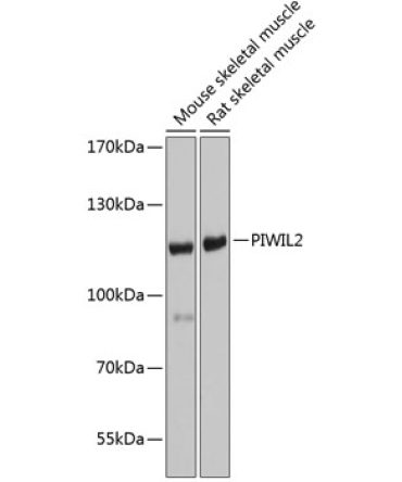 PIWIL2 Rabbit Polyclonal Antibody