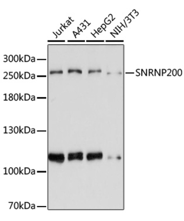 SNRNP200 Rabbit Polyclonal Antibody