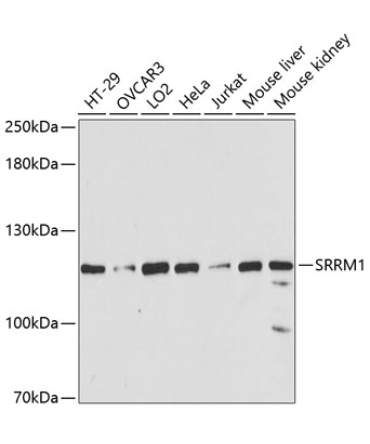 SRRM1 Rabbit Polyclonal Antibody