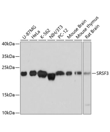 SRSF3 Rabbit Polyclonal Antibody