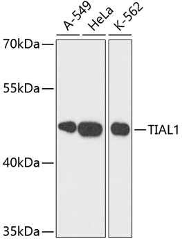 TIAL1 Rabbit Polyclonal Antibody