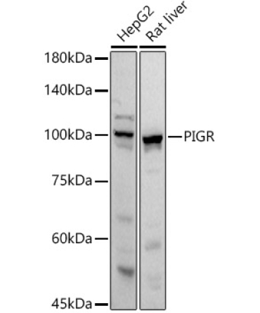 PIGR Rabbit Polyclonal Antibody