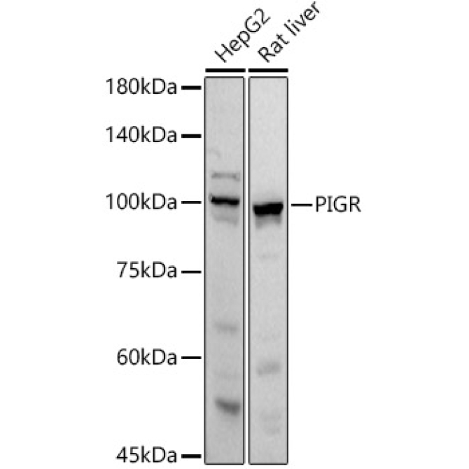PIGR Rabbit Polyclonal Antibody