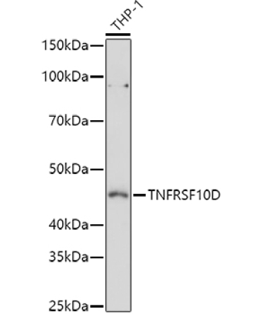 TNFRSF10D Rabbit Polyclonal Antibody