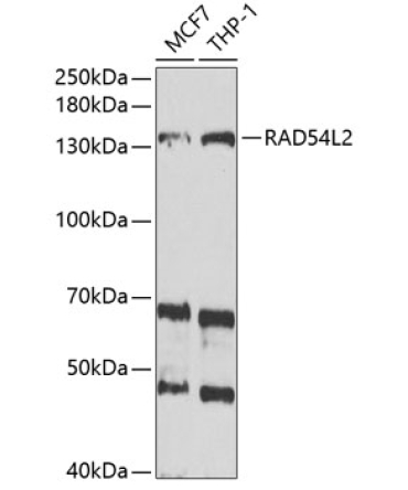 RAD54L2 Rabbit Polyclonal Antibody