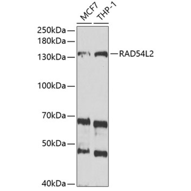 RAD54L2 Rabbit Polyclonal Antibody