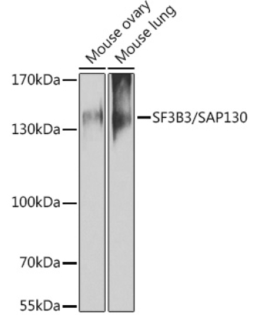 SF3B3/SAP130 Rabbit Polyclonal Antibody