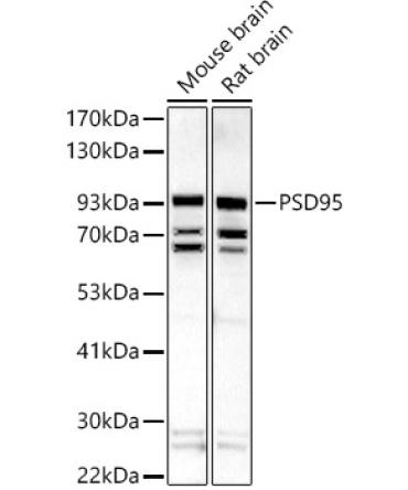 PSD95 Rabbit Polyclonal Antibody