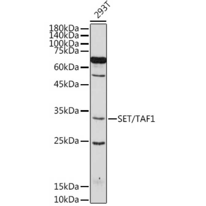 SET/TAF1 Rabbit Polyclonal Antibody