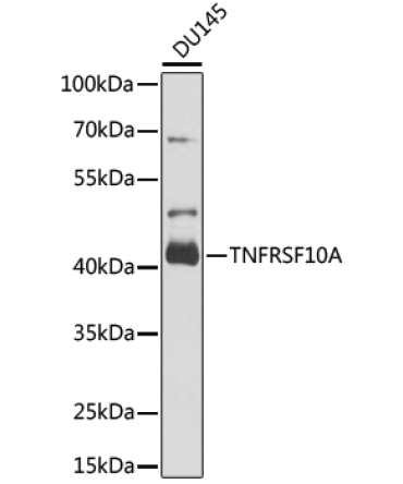 TNFRSF10A Rabbit Polyclonal Antibody