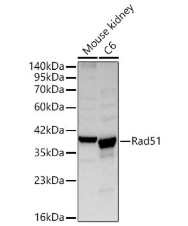 Rad51 Rabbit Polyclonal Antibody