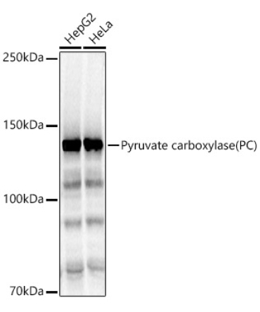 Pyruvate carboxylase (PC) Rabbit Polyclonal Antibody
