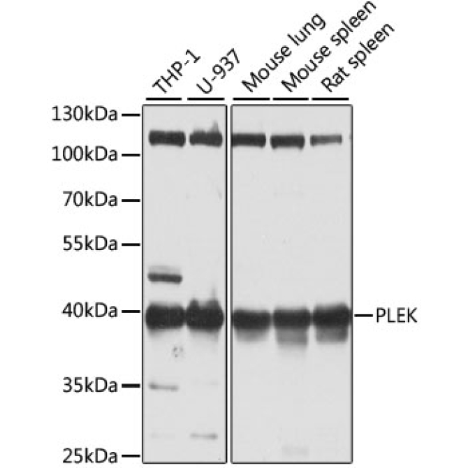 PLEK Rabbit Polyclonal Antibody