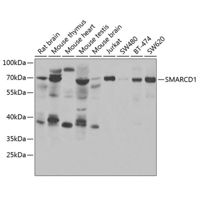 SMARCD1 Rabbit Polyclonal Antibody