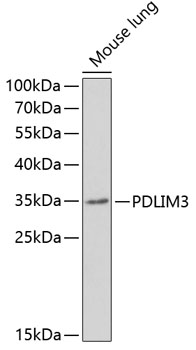 PDLIM3 Rabbit Polyclonal Antibody