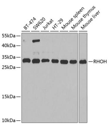 RHOH Rabbit Polyclonal Antibody