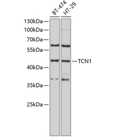 TCN1 Rabbit Polyclonal Antibody