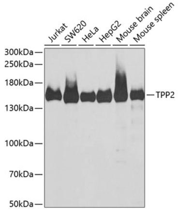 TPP2 Rabbit Polyclonal Antibody