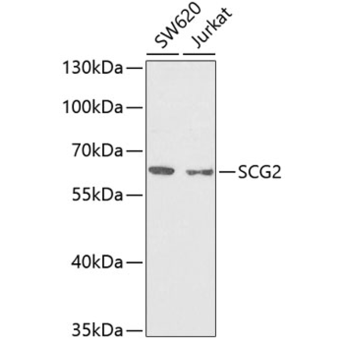 SCG2 Rabbit Polyclonal Antibody