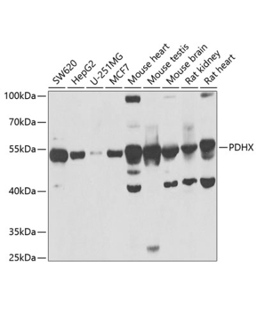 PDHX Rabbit Polyclonal Antibody