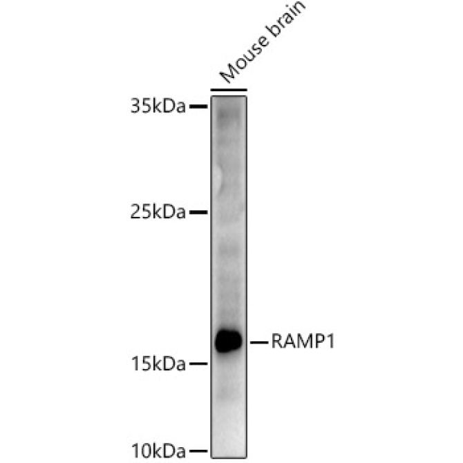 RAMP1 Rabbit Polyclonal Antibody