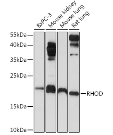 RHOD Rabbit Polyclonal Antibody
