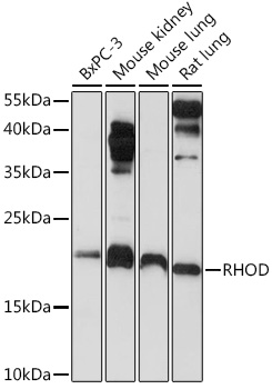 RHOD Rabbit Polyclonal Antibody