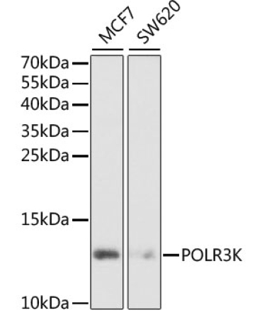 POLR3K Rabbit Polyclonal Antibody
