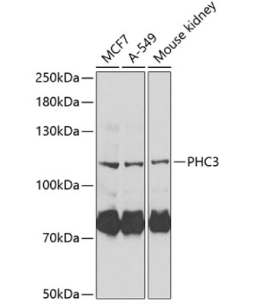 PHC3 Rabbit Polyclonal Antibody