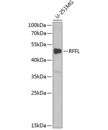 RFFL Rabbit Polyclonal Antibody
