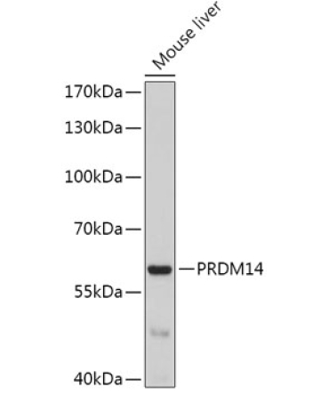 PRDM14 Rabbit Polyclonal Antibody