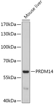 PRDM14 Rabbit Polyclonal Antibody