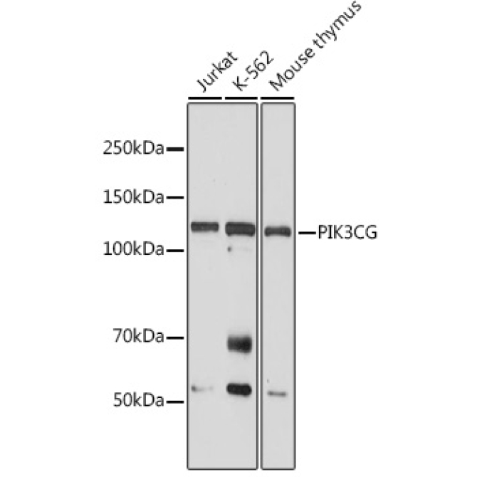 PIK3CG Rabbit Polyclonal Antibody