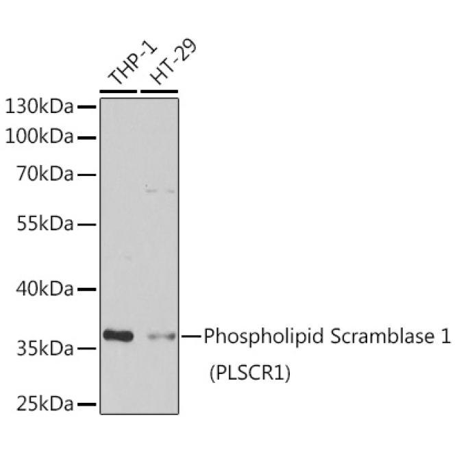 Phospholipid Scramblase 1 (PLSCR1) Rabbit Polyclonal Antibody