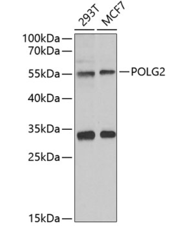 POLG2 Rabbit Polyclonal Antibody