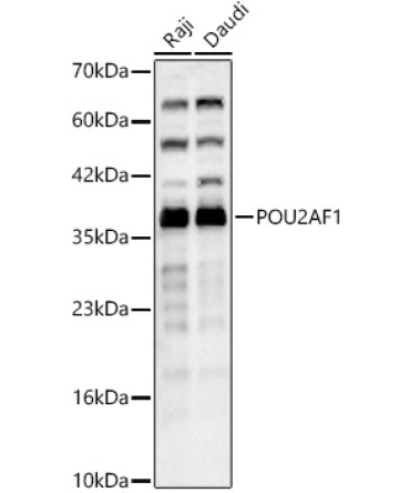 POU2AF1 Rabbit Polyclonal Antibody