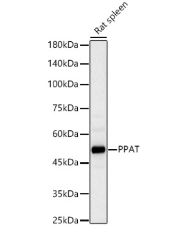 PPAT Rabbit Polyclonal Antibody