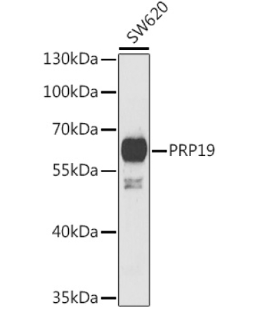 PRP19 Rabbit Polyclonal Antibody