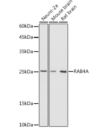 RAB4A Rabbit Polyclonal Antibody
