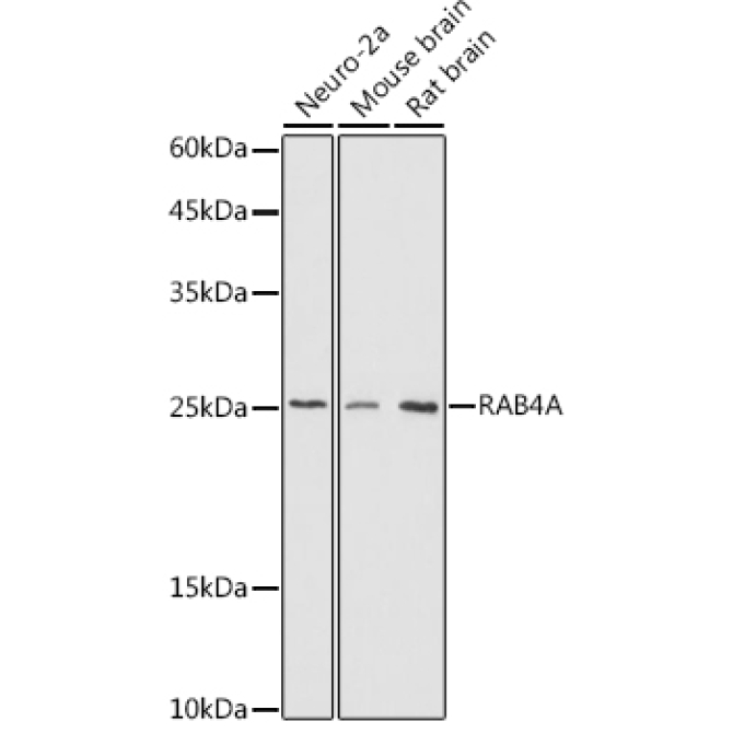 RAB4A Rabbit Polyclonal Antibody