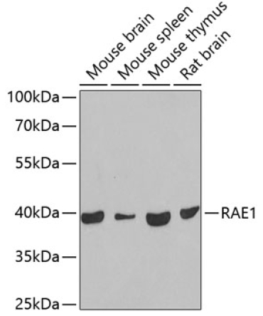 RAE1 Rabbit Polyclonal Antibody