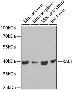 RAE1 Rabbit Polyclonal Antibody