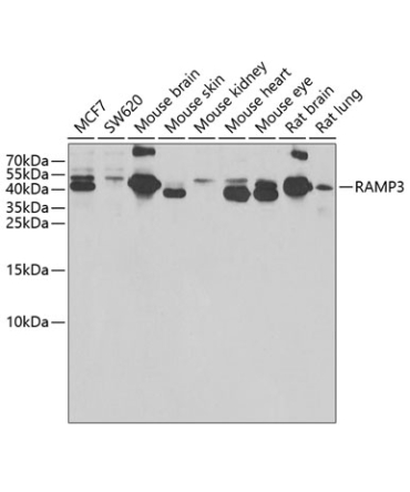 RAMP3 Rabbit Polyclonal Antibody