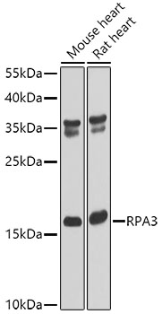 RPA3 Rabbit Polyclonal Antibody